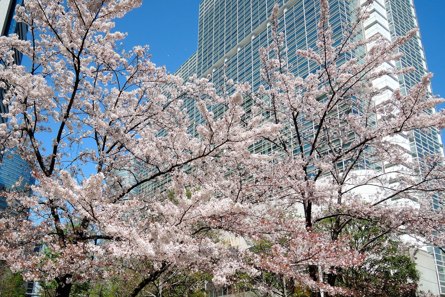 桜が咲く品川の街並み